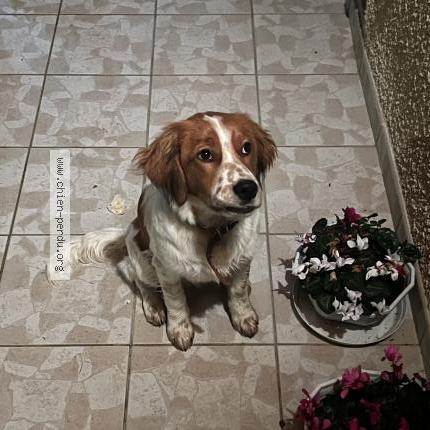 Photo 1/1 Chien retrouvé Trouvé à Montgaillard en albret