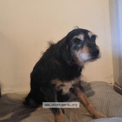 Photo 1/1 Chien retrouvé Trouvé à Grancey le chateau