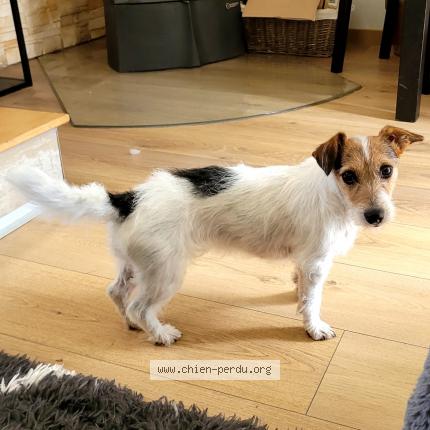 Photo 1/1 Chien retrouvé Perdu à Bagnolet