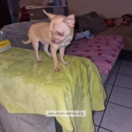 Photo 1/1 Chien retrouvé Perdu à Saint omer