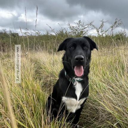 Photo de chien perdu à Cambounes