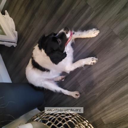 Photo de chien trouvé à Castellar