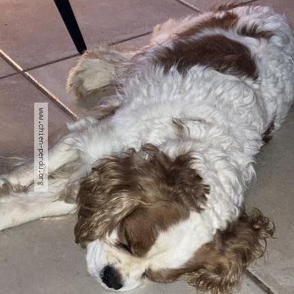 Photo 1/3 Chien retrouvé Trouvé à Nans les pins