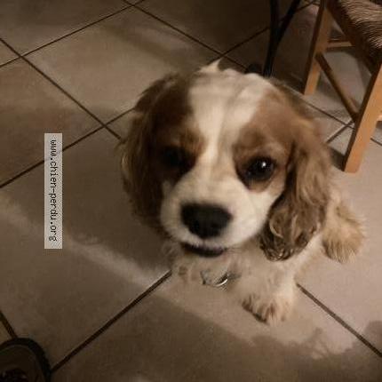 Photo 2/3 Chien retrouvé Trouvé à Nans les pins