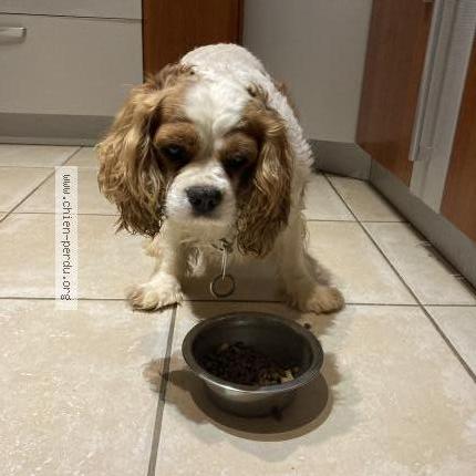 Photo 3/3 Chien retrouvé Trouvé à Nans les pins