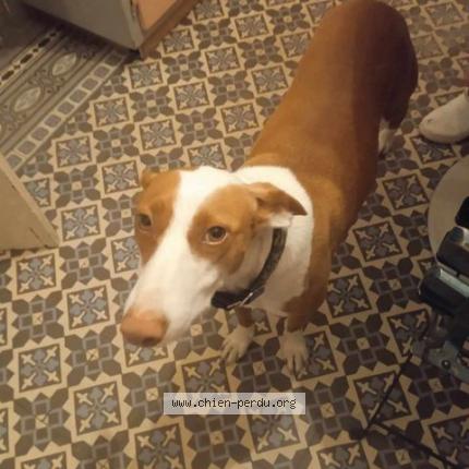 Photo 1/1 Chien retrouvé Perdu à Chery les pouilly