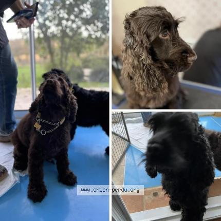 Photo 1/1 Chien retrouvé Perdu à Cahors