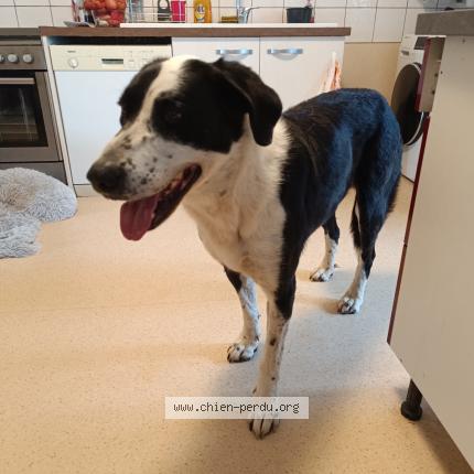 Photo 1/1 Chien retrouvé Trouvé à Druelle balsac balsac
