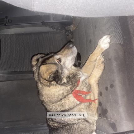 Photo 1/1 Chien retrouvé Trouvé à Saclas