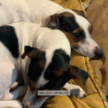 Photo 1/4 rolex Chien perdu à Saint sauvier