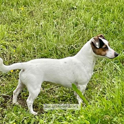 Photo 3/4 rolex Chien perdu à Saint sauvier