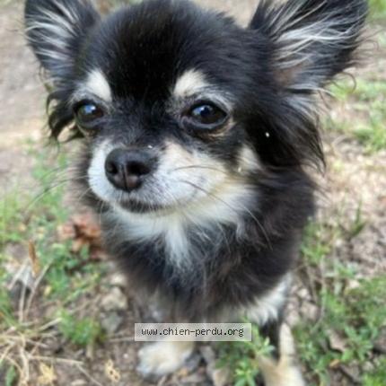 Photo 1/2 Chien retrouvé Perdu à Marseille