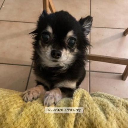 Photo 2/2 Chien retrouvé Perdu à Marseille