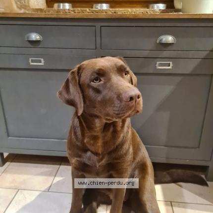 Photo de chien perdu à Villie Morgon