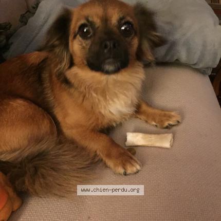 Photo 1/1 Chien retrouvé Perdu à Saint germain en laye