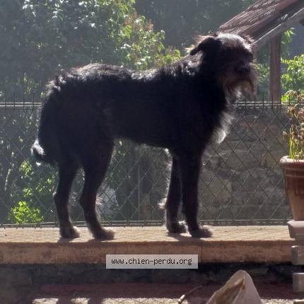Photo de chien perdu à Olby