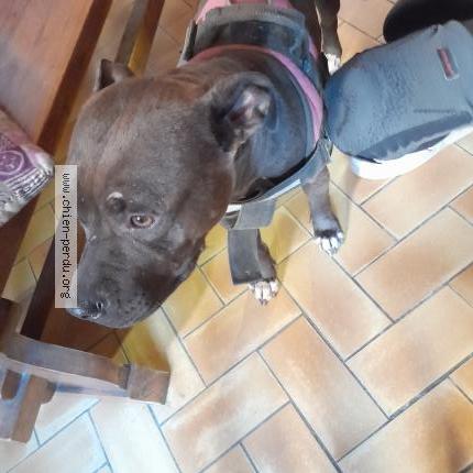 Photo de chien trouvé à Suaux