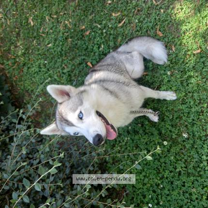 Photo de chien perdu à Pre En Pail