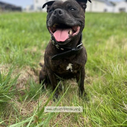 Photo de chien perdu à Allaire