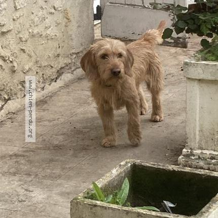 Photo 1/1 Chien retrouvé Perdu à Montreal