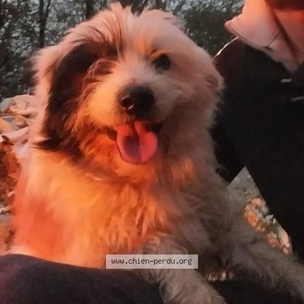 Photo de chien perdu à La Flamangrie