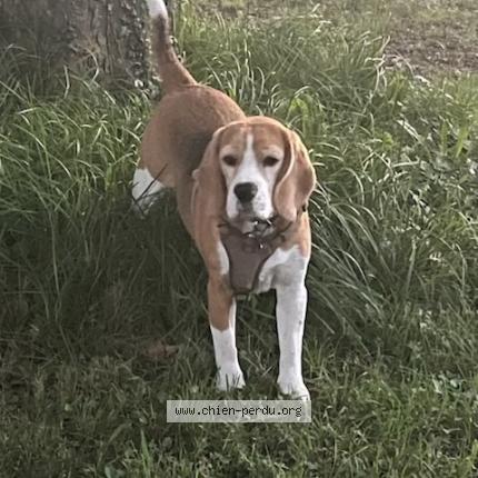 Photo de chien perdu à Chabeuil