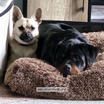 Photo 1/1 Chien retrouvé Perdu à Monnaie