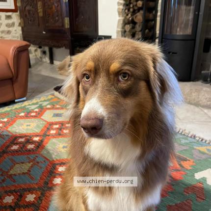 Photo de chien perdu à Meudon