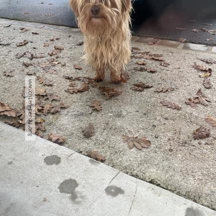 Photo de chien trouvé à Teurtheville Hague