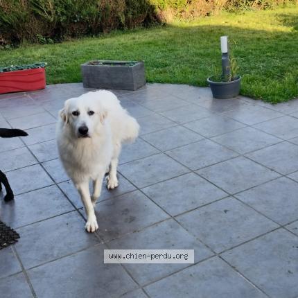 Photo de chien perdu à Garnay