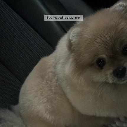 Photo de chien perdu à Aulnay Sous Bois