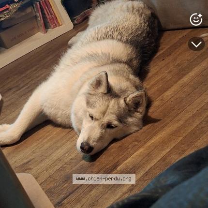 Photo 1/1 Chien retrouvé Perdu à Saint martin des champs