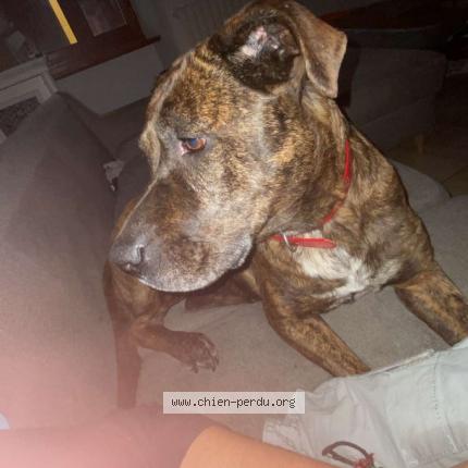 Photo de chien trouvé à Mouzieys Teulet