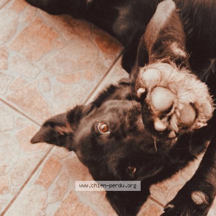 Photo de chien perdu à Pornic