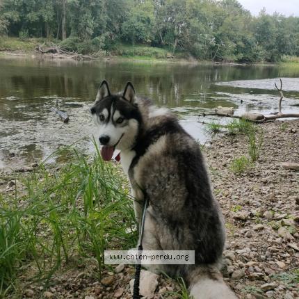 Photo de chien perdu à Descartes