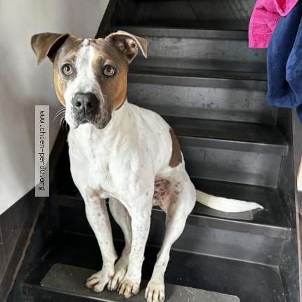 Photo 1/1 Chien retrouvé Perdu à Forges les eaux