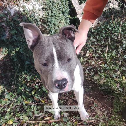 Photo 1/1 Chien retrouvé Trouvé à Saint Sulpice Lauriere