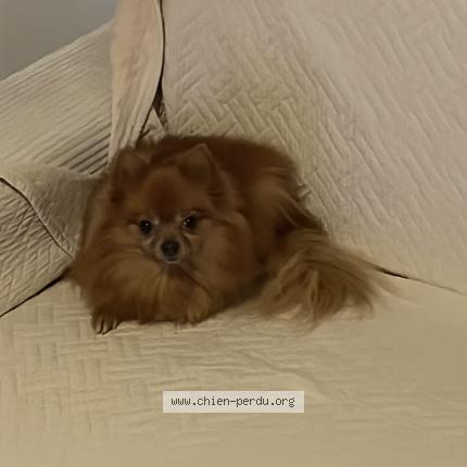 Photo de chien perdu à Paris