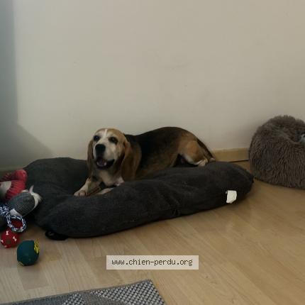 Photo de chien perdu à Charleval