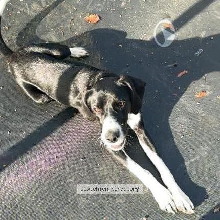 Photo de chien perdu à Le Houga
