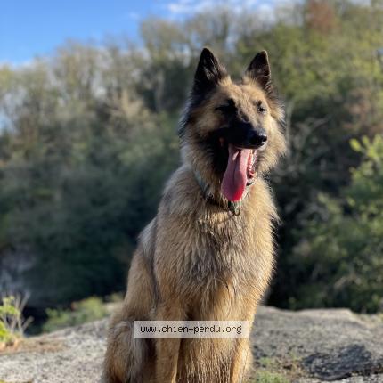 Photo de chien perdu à Bonneuil Matours