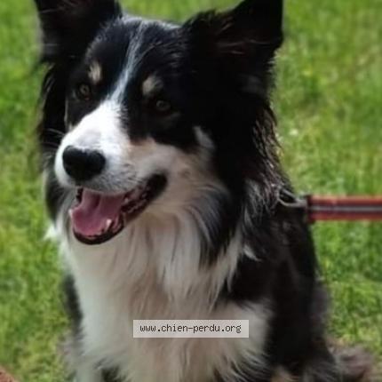 Photo de chien perdu à Feusines