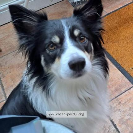 Photo 2/2 Chien retrouvé Perdu à Feusines