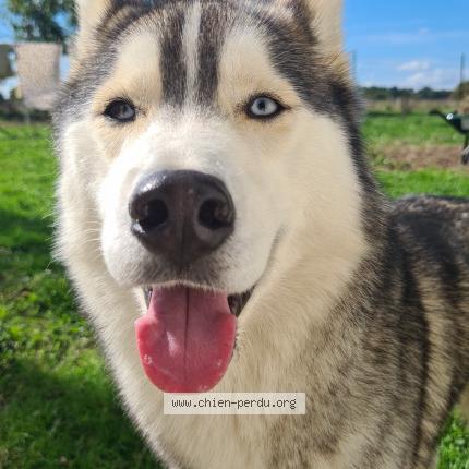 Photo 1/1 Chien retrouvé Perdu à La clotte