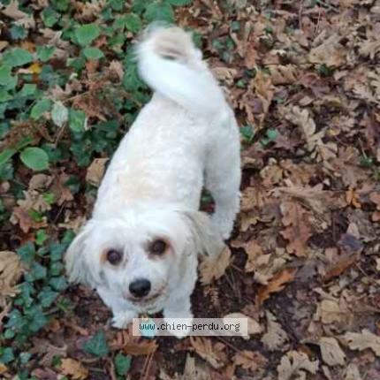 Photo 1/1 Chien retrouvé Perdu à Le verdon