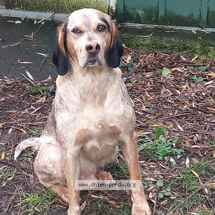 Photo 1/1 Chien retrouvé Trouvé à Larroque