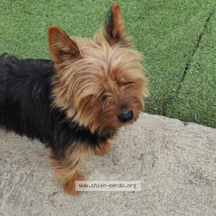 Photo 2/3 Chien retrouvé Trouvé à Coursan