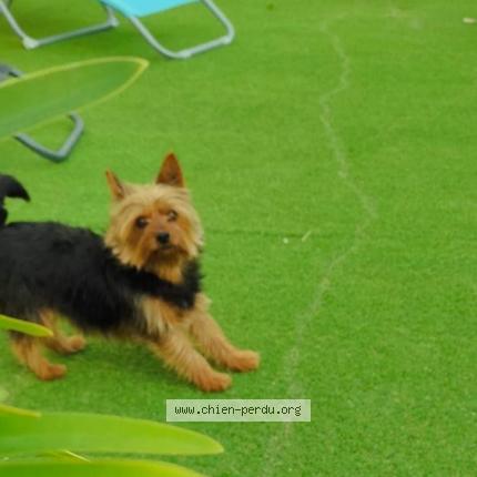 Photo 3/3 Chien retrouvé Trouvé à Coursan