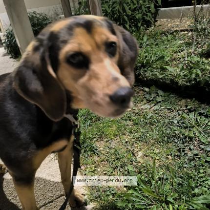 Photo 1/1 Chien retrouvé Trouvé à Pertuis