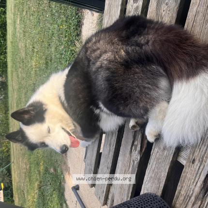 Photo de chien perdu à Dardilly